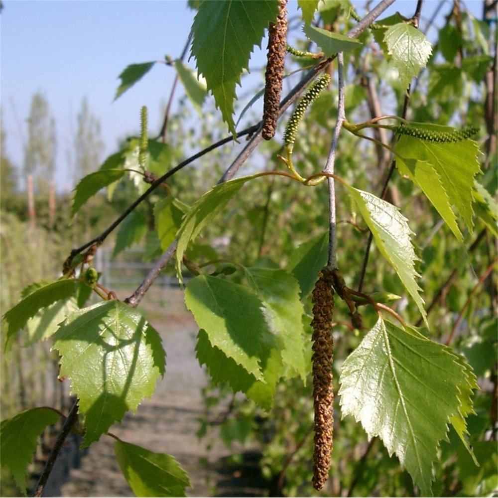 Betula pendula 'Tristis' Birch tree