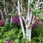 Betula utilis jacquemontii 'Doorenbos' multi stem tree