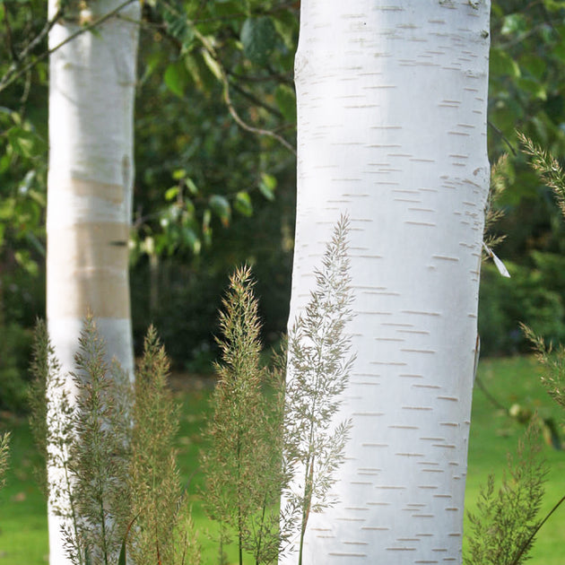 Betula utilis jacquemontii 'Snow Queen' Birch