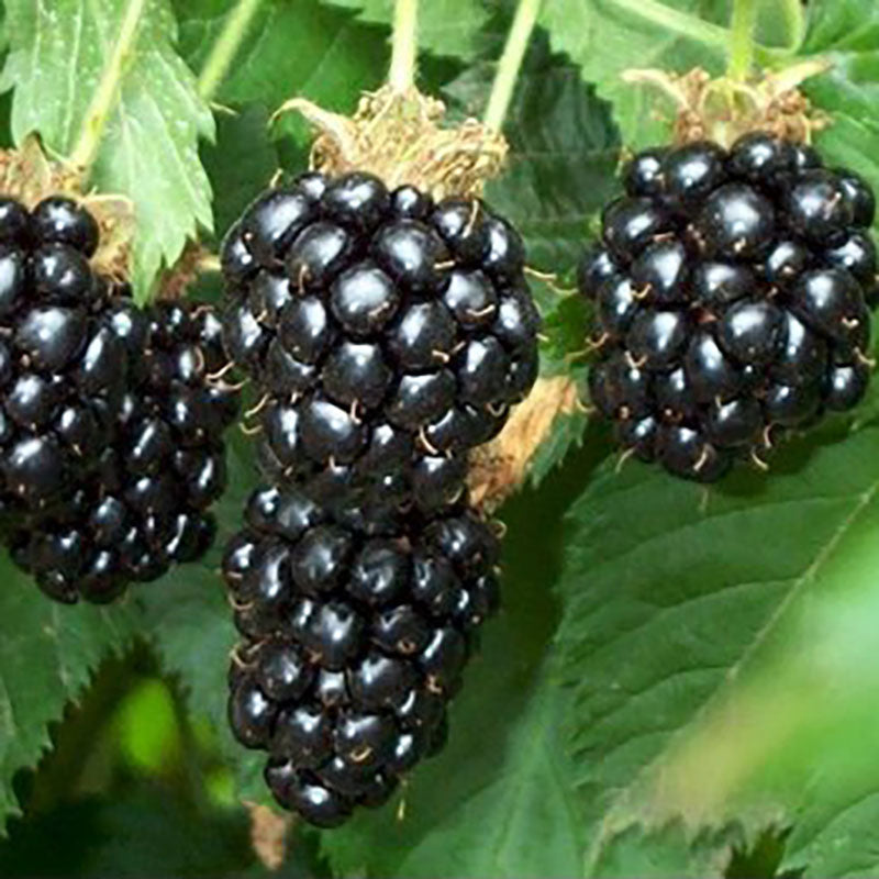 Oregon Thornless Blackberry