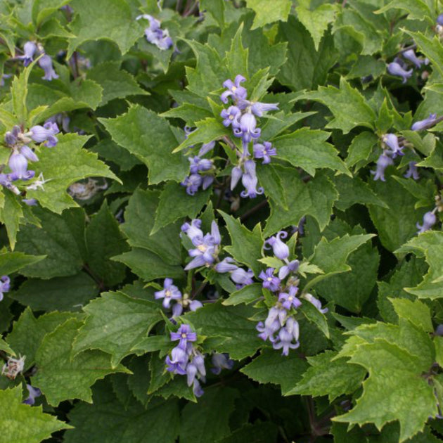 Clematis 'Blue Dwarf'