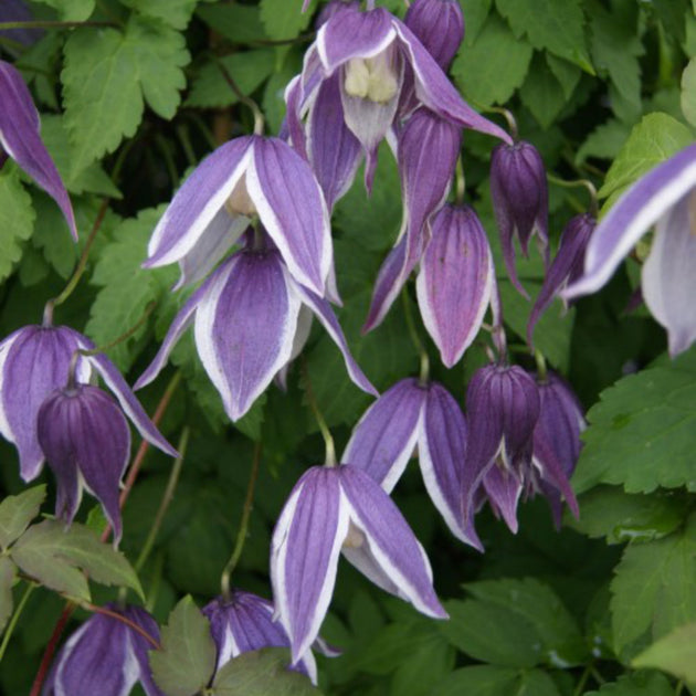 Clematis 'Blue Eclipse' purple and white flowers