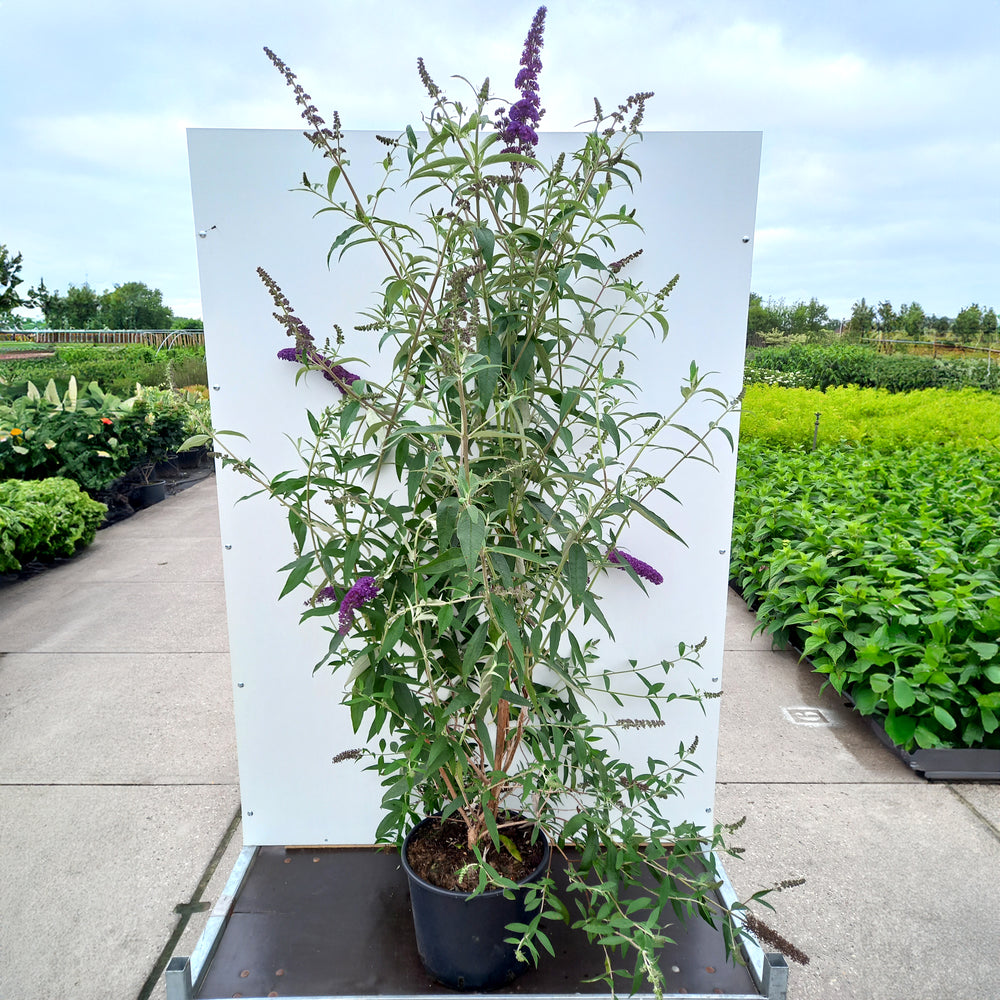 Buddleja Black Knight shrub in 20 litre pot