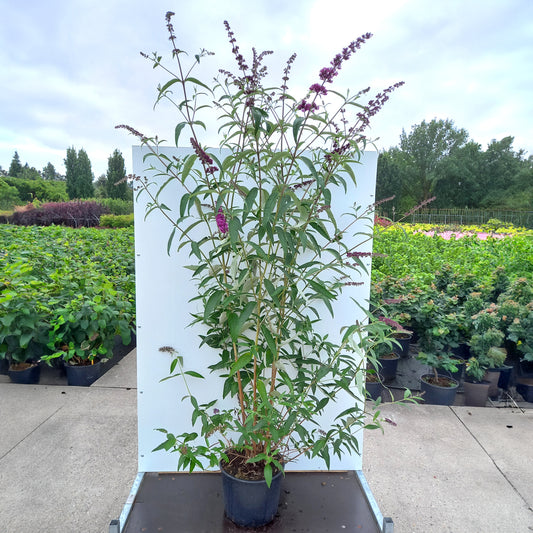 Buddleja Royal Red shrub in pot