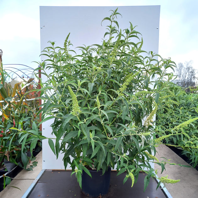 Buddleja White Profusion shrub in pot