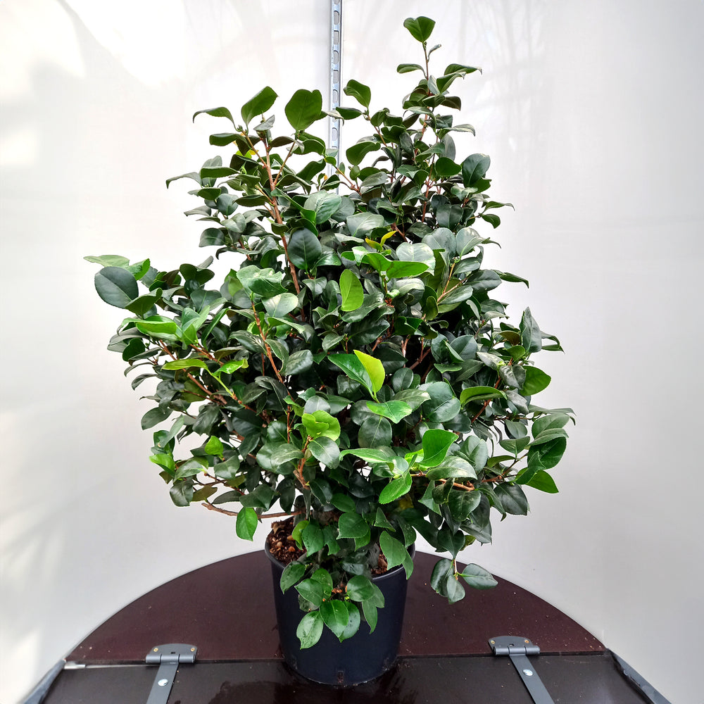 Camellia Lady Campbell bush in pot