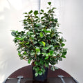 Camellia Lady Campbell bush in pot