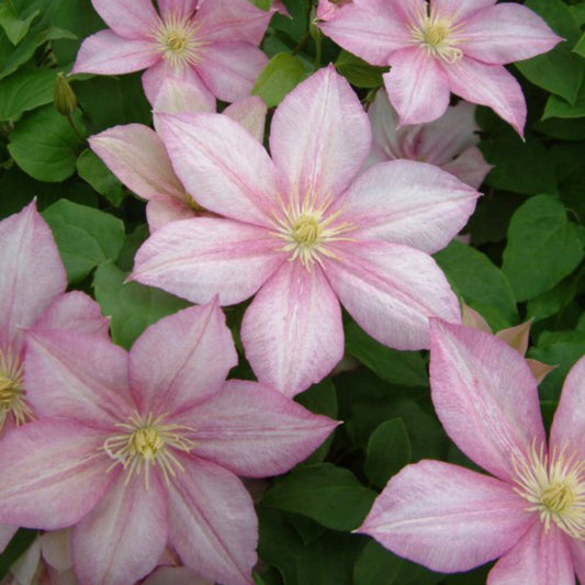 Clematis 'Caroline'