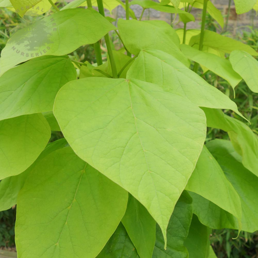 Catalpa bignonioides 'Aurea' Indian Bean tree