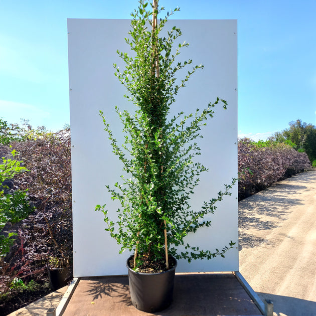 Ceanothus Cascade plant in pot