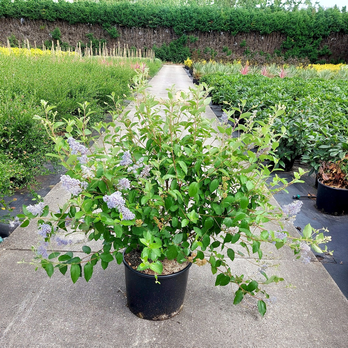 Ceanothus del. Gloire_de_Versaille bush in pot