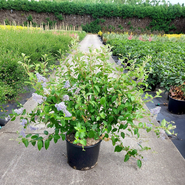 Ceanothus del. Gloire_de_Versaille bush in pot