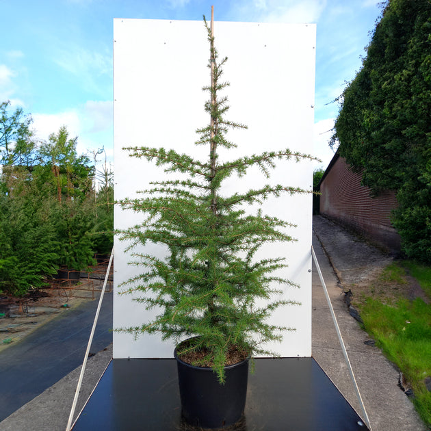 Cedrus libani Cedar tree in pot