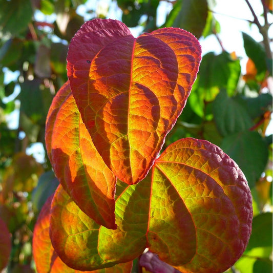 Cercidiphyllum japonicum Katsura tree