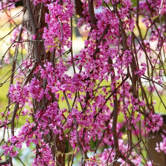 Cercis canadensis Lavender Twist tree