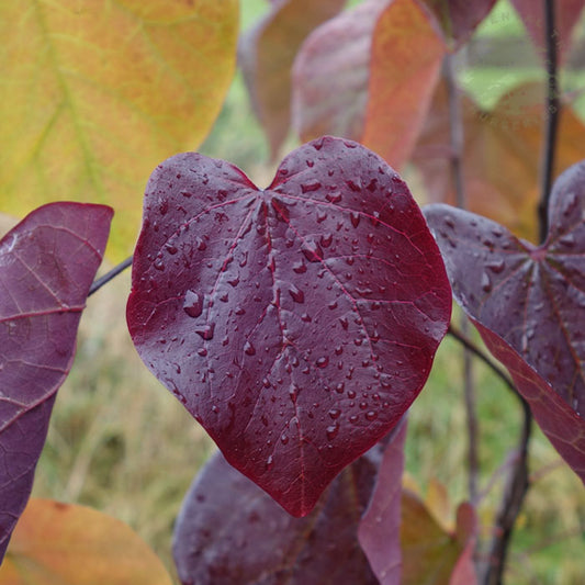 Cercis canadensis 'Merlot'