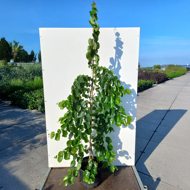 Cercis can. Traveller tree in pot