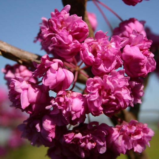 Cercis canadensis 'Pink Pom Poms'