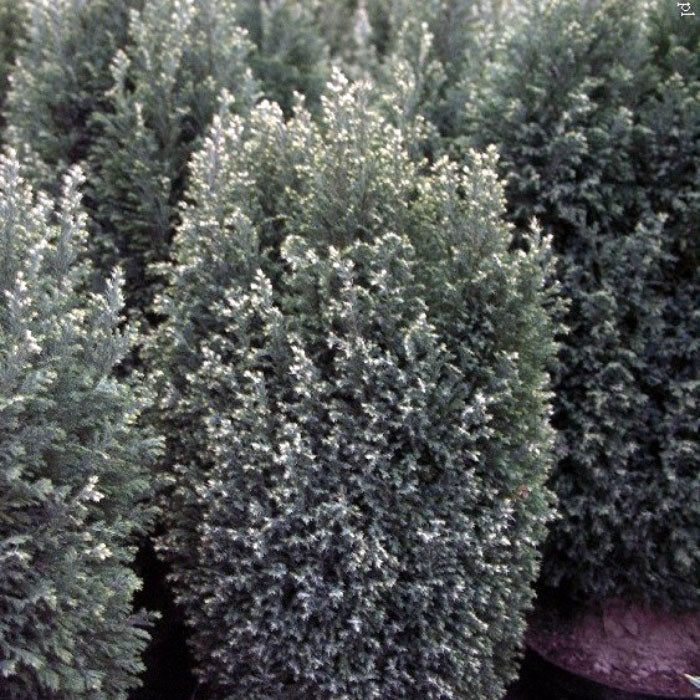 Chamaecyparis lawsoniana 'Snow White' Cypress