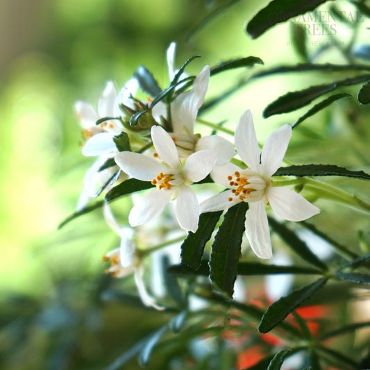 Choisya Ternata 'White Dazzler' flowers