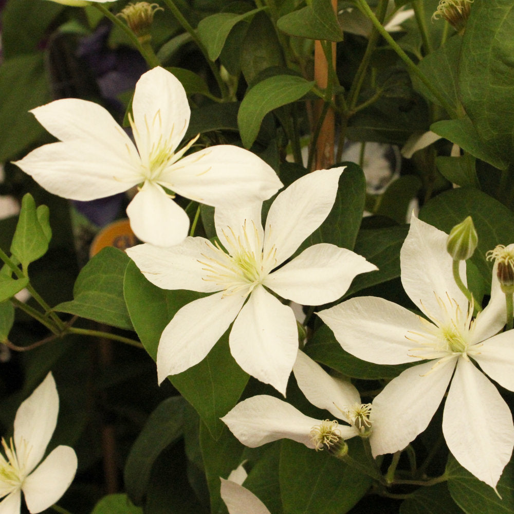 Clematis 'Baby Star'