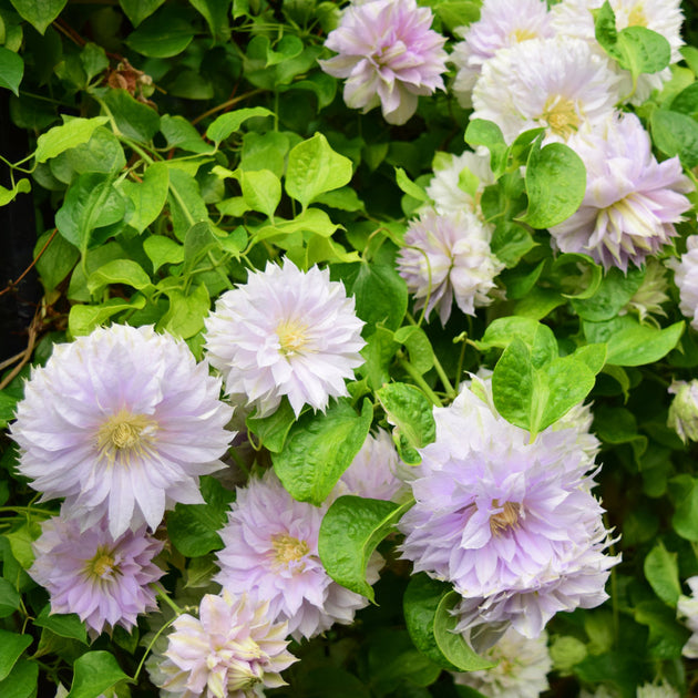 Clematis 'Belle of Woking'