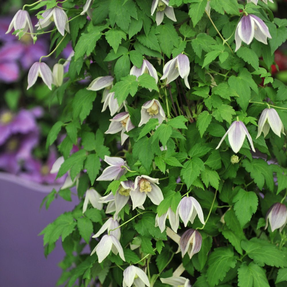 Clematis 'Blue Eclipse'