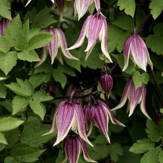 Clematis I am Red Robin®