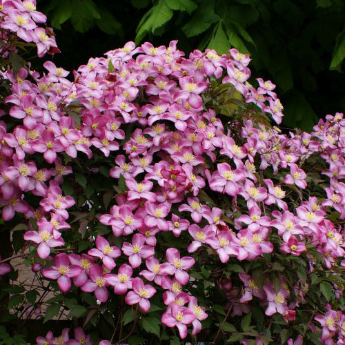 Clematis 'Freda'