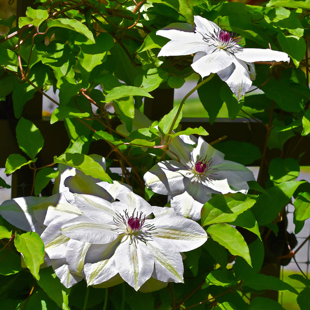 Clematis 'Henryi'