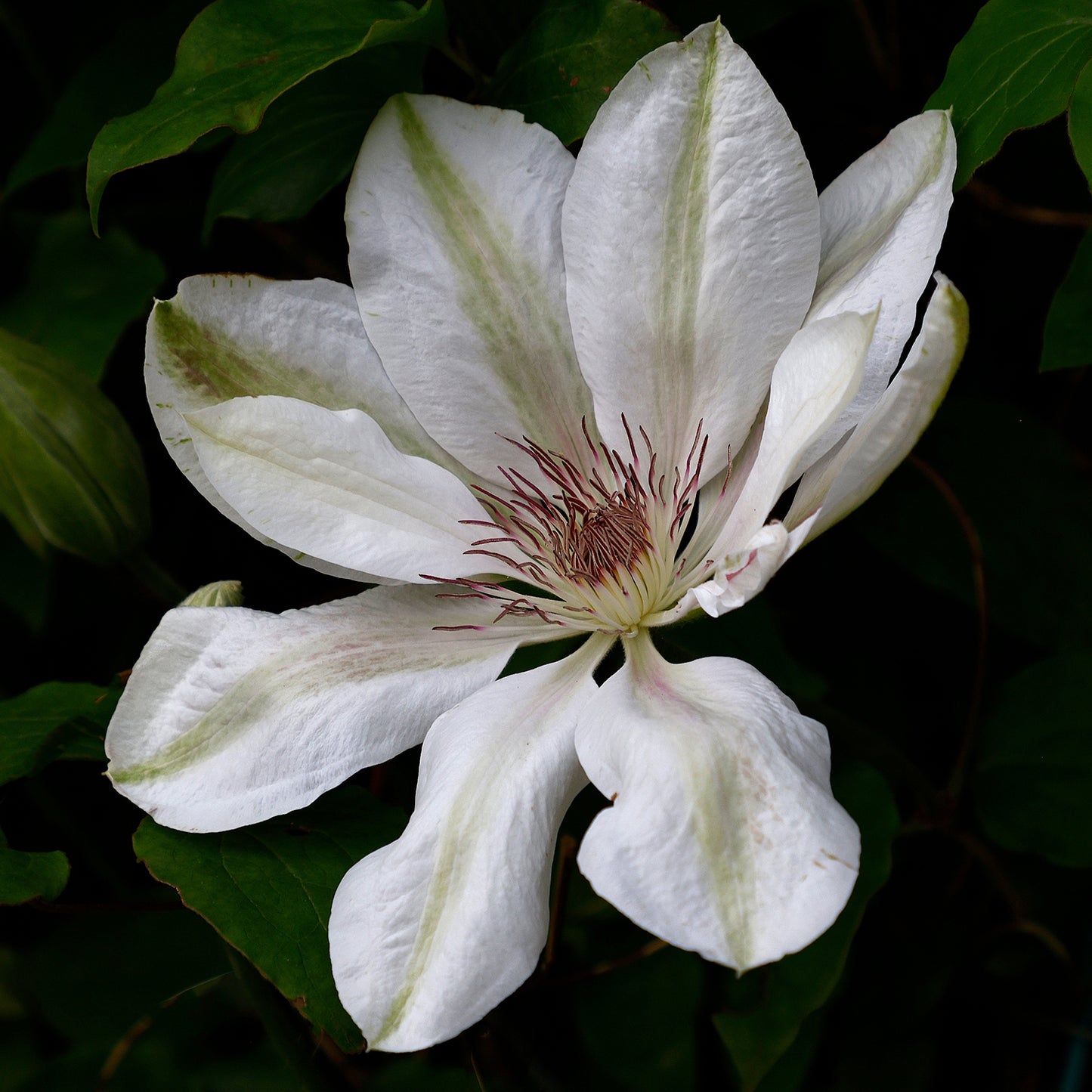 Clematis 'Henryi' large white flower