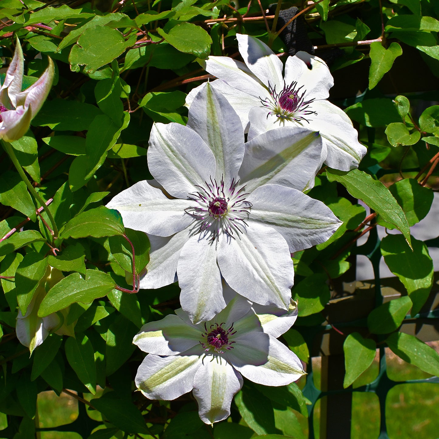 Clematis 'Henryi'