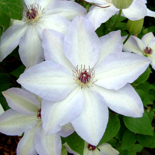 Clematis 'Ivan Olsson'