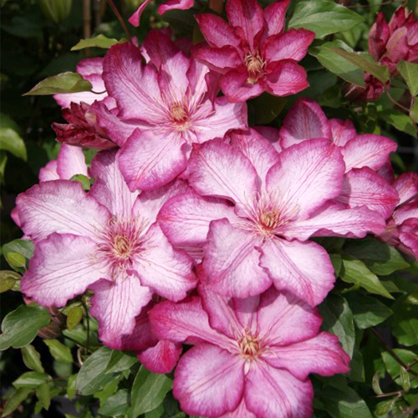 Clematis 'Liberty'