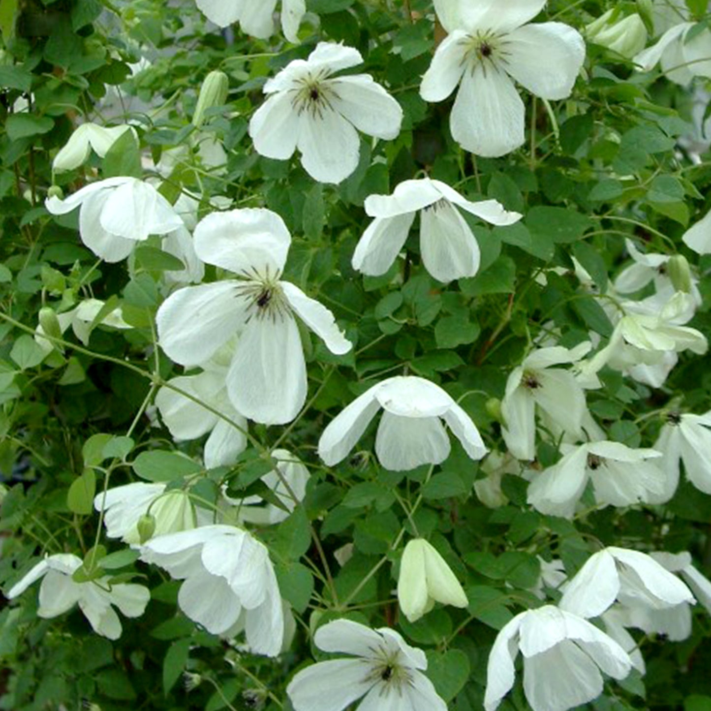 Clematis 'Maria Cornelia'