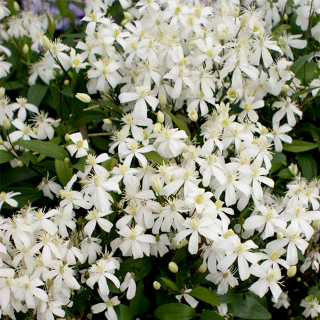 Clematis 'Pamela'