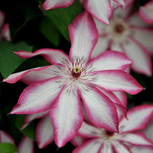 Clematis 'Pictotee'