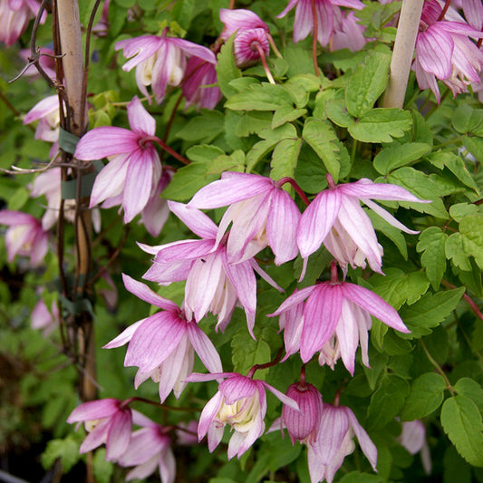 Clematis 'Pink Flamingo'