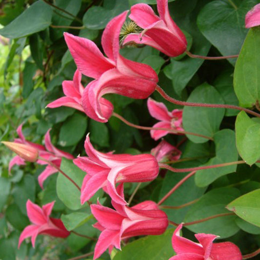 Clematis 'Princess Diana'