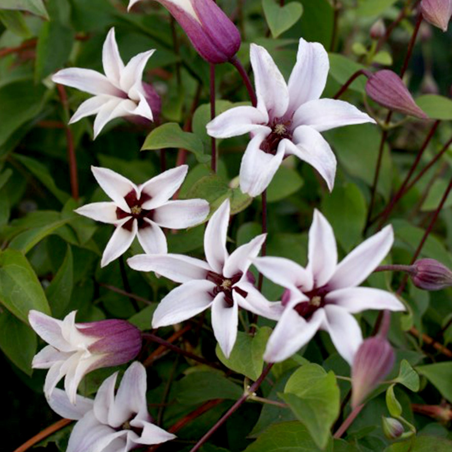 Clematis 'Princess Kate'