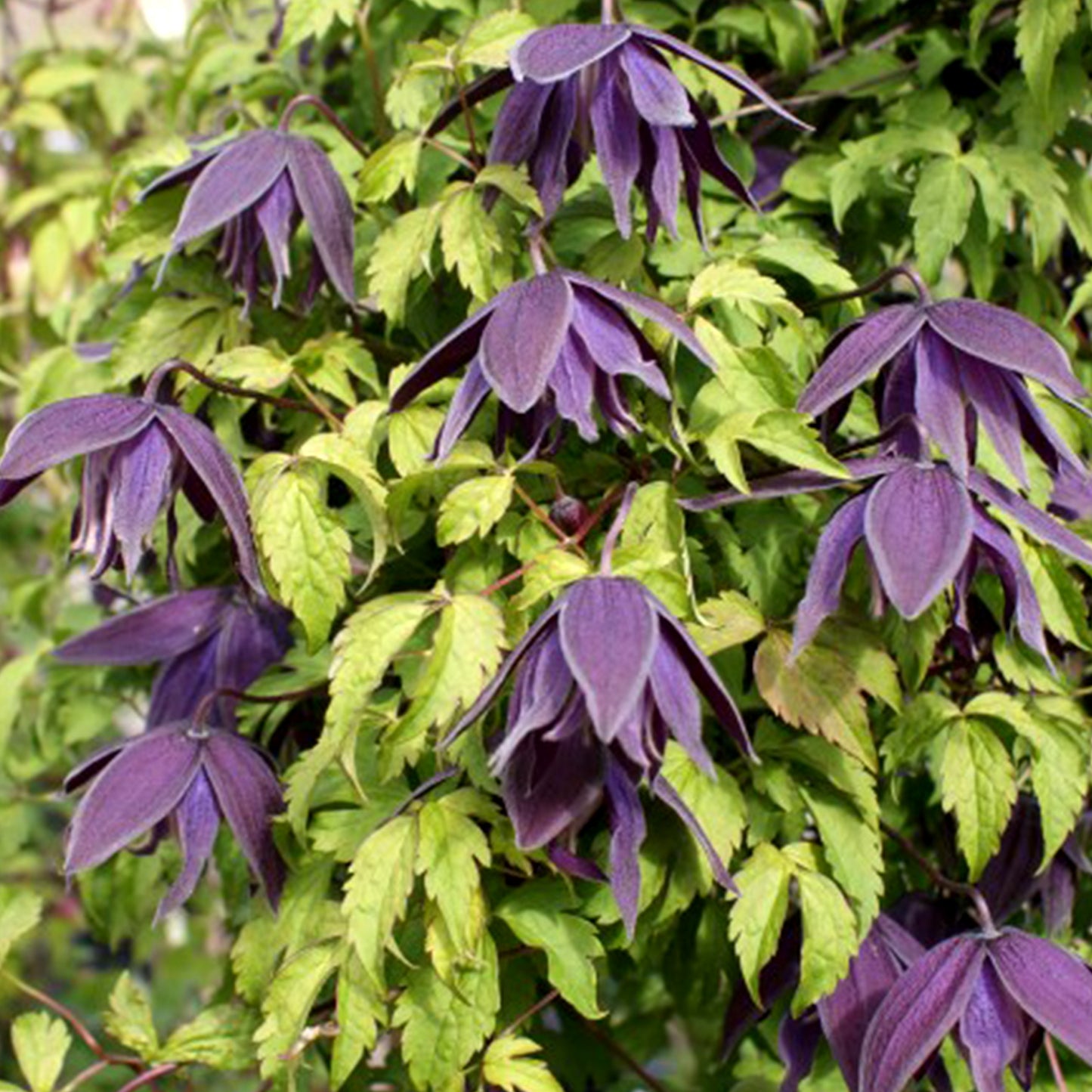 Clematis 'Purple Spider'