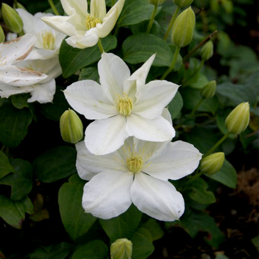 Clematis 'The Bride'