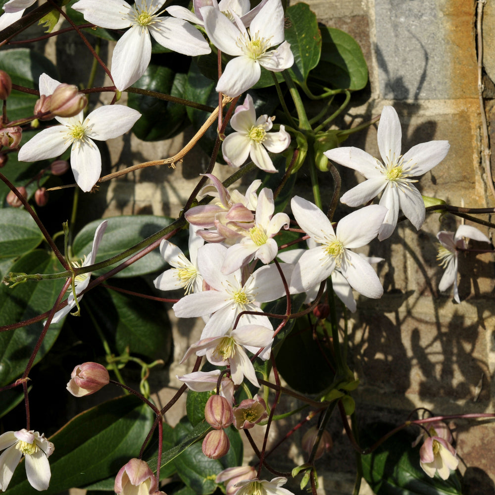 Clematis armandii 'Apple Blossom'