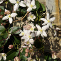 Clematis_armandii_Apple_Blossom flowers