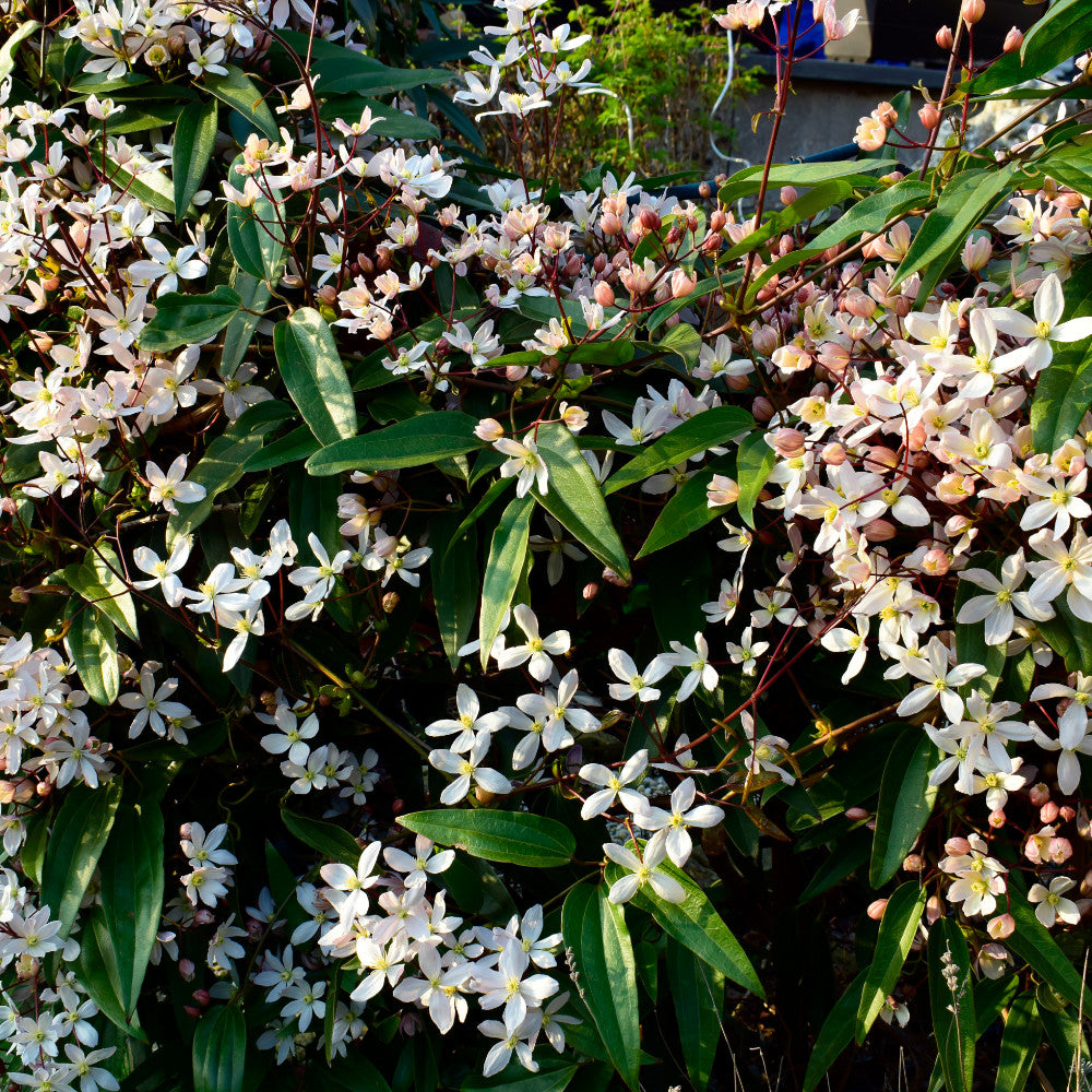 Clematis_armandii_Apple_Blossom plant