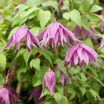 Clematis 'Cragside'