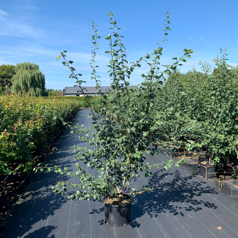 Crataegus Pauls Scarlet multistem in pot