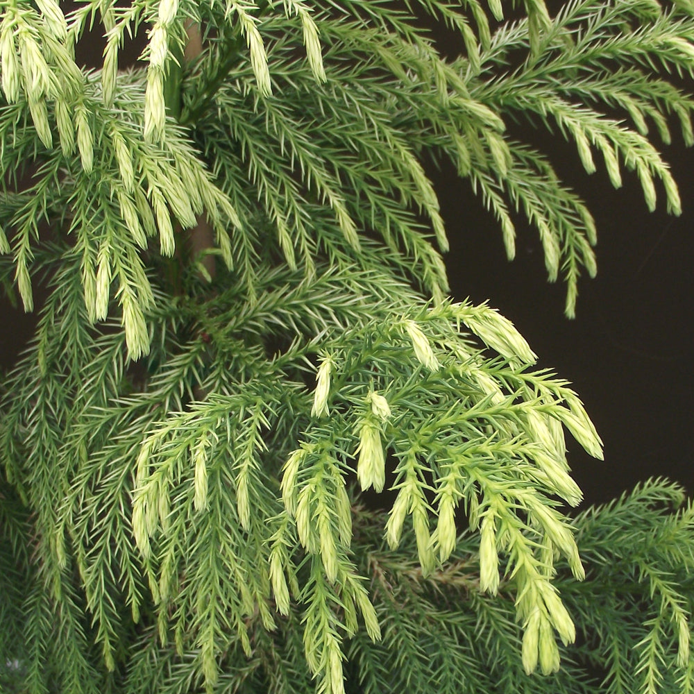 Cryptomeria japonica 'Sekkan-sugi'