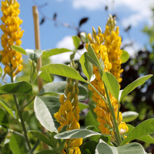 Cytisus battandieri 'Yellow Tail' tree