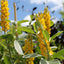 Cytisus battandieri 'Yellow Tail' tree